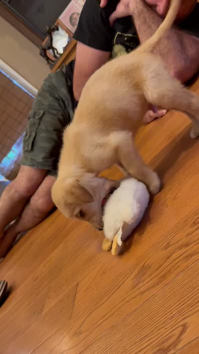 Ty, a male Labrador Retriever for sale in Meansville, GA – 5 of 5