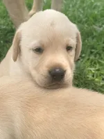 Sam, a male Labrador Retriever for sale in Meansville, GA – 6 of 10
