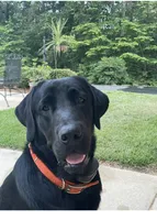 Molly, a female Labrador Retriever for sale in Meansville, GA – 7 of 8