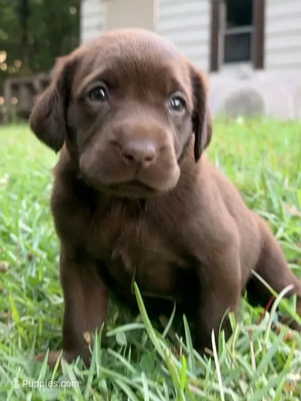 Belle – Labrador Retriever puppy for sale in Meansville, GA