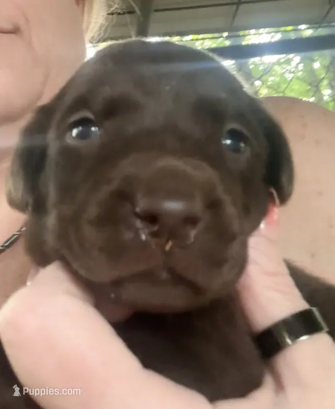 Molly – Labrador Retriever puppy for sale in Meansville, GA