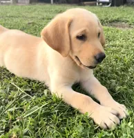 Charlie, a male Labrador Retriever for sale in Meansville, GA – 3 of 10