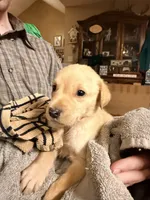 Ty, a male Labrador Retriever for sale in Meansville, GA – 4 of 5