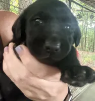 Goose, a male Labrador Retriever for sale in Meansville, GA – 2 of 6