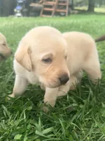 Sam, a male Labrador Retriever for sale in Meansville, GA – 4 of 10