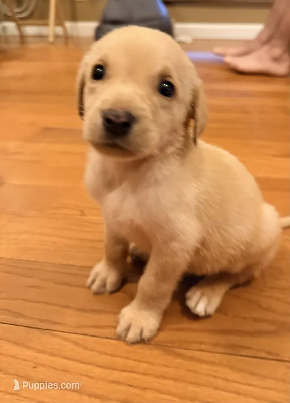 Ty – Labrador Retriever puppy for sale in Meansville, GA