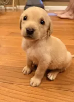 Ty, a male Labrador Retriever for sale in Meansville, GA – 1 of 5