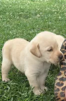 Sadie, a female Labrador Retriever for sale in Meansville, GA – 5 of 10