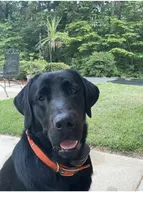 Max, a male Labrador Retriever for sale in Meansville, GA – 5 of 6