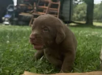 Jesse, a female Labrador Retriever for sale in Meansville, GA – 2 of 10