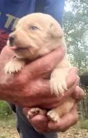 Sam, a male Labrador Retriever for sale in Meansville, GA – 3 of 6