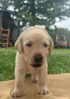 Sam, a male Labrador Retriever for sale in Meansville, GA – 2 of 10