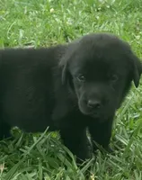 Bella, a female Labrador Retriever for sale in Meansville, GA – 2 of 7