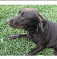 Belle, a female Labrador Retriever for sale in Meansville, GA – 7 of 8