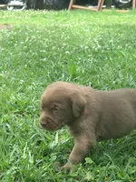 Marley, a female Labrador Retriever for sale in Meansville, GA – 7 of 9