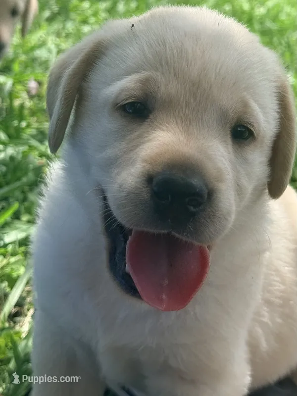Sadie – Labrador Retriever puppy for sale in Meansville, GA