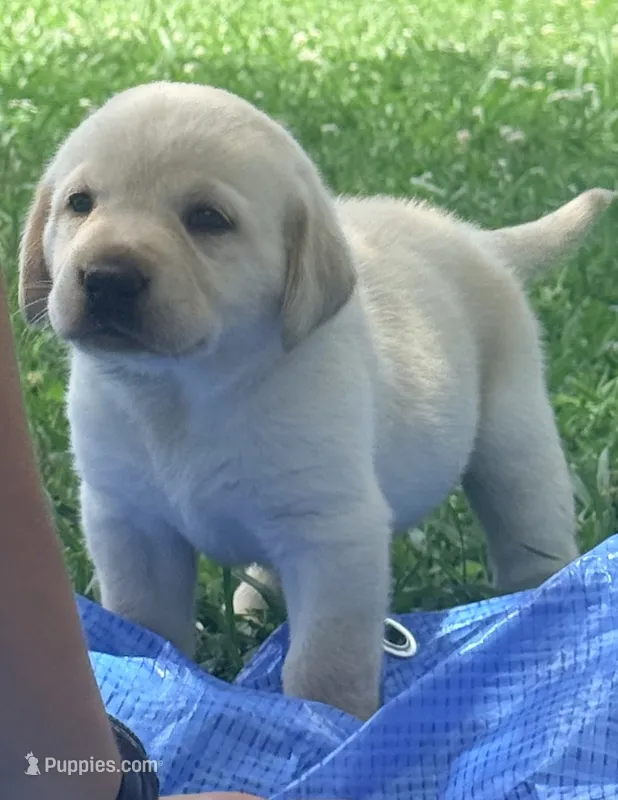 Goose – Labrador Retriever puppy for sale in Meansville, GA