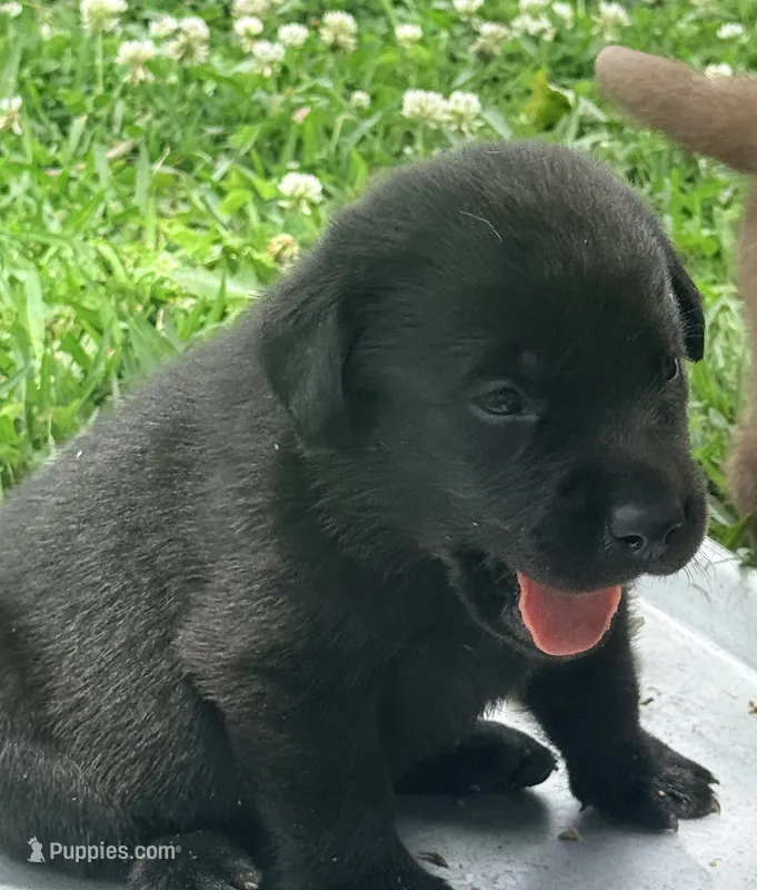 Bella – Labrador Retriever puppy for sale in Meansville, GA