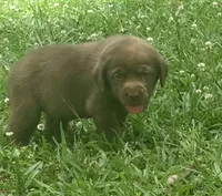 Jesse, a female Labrador Retriever for sale in Meansville, GA – 3 of 10