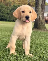 Charlie, a male Labrador Retriever for sale in Meansville, GA – 7 of 10