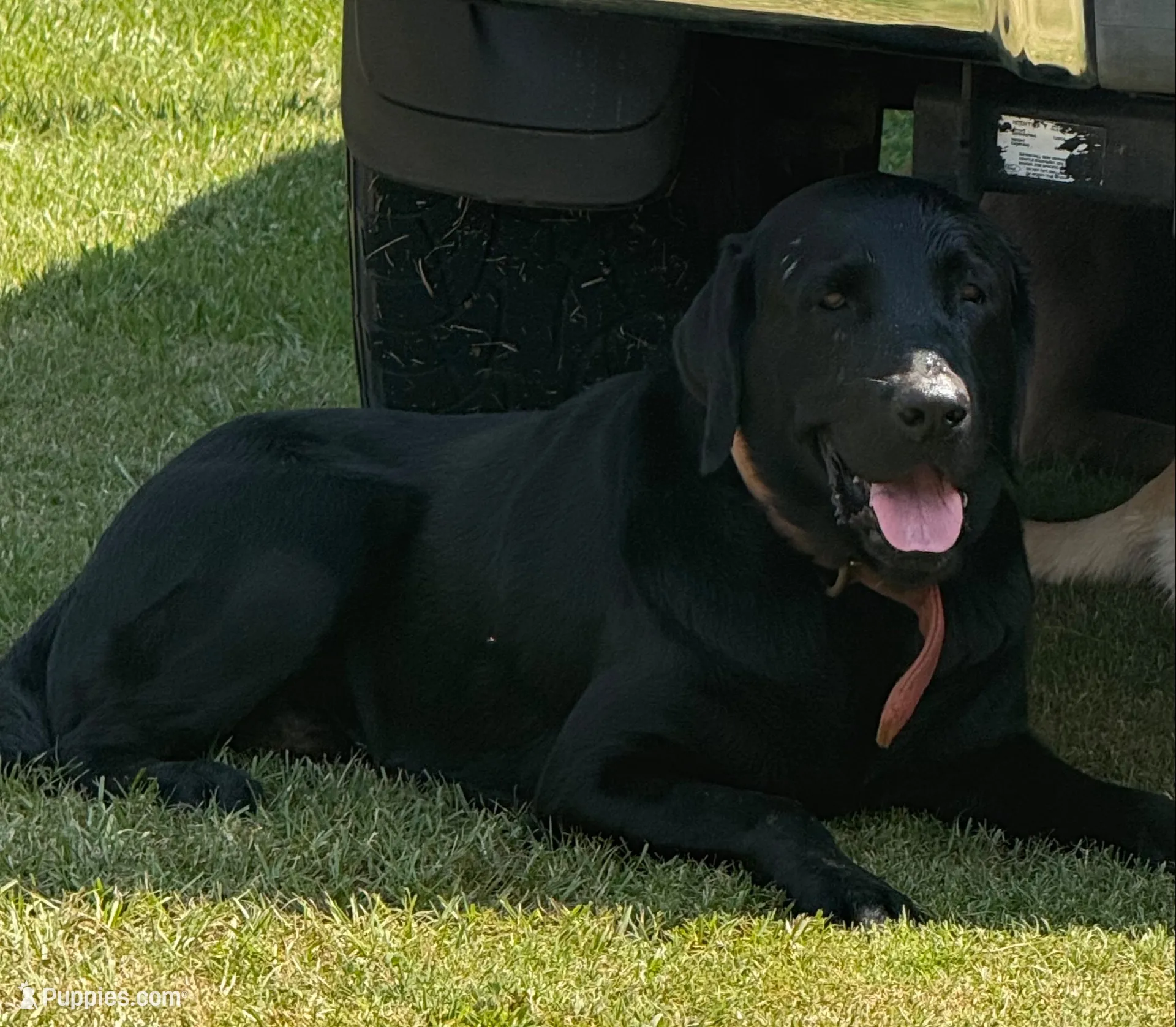 Marley, a female Labrador Retriever for sale in Meansville, GA – 8 of 9