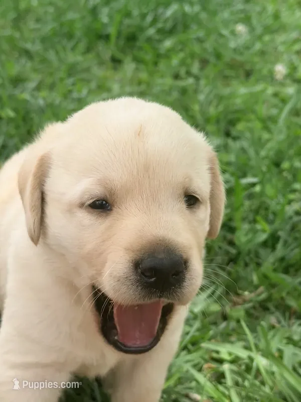 Sam – Labrador Retriever puppy for sale in Meansville, GA