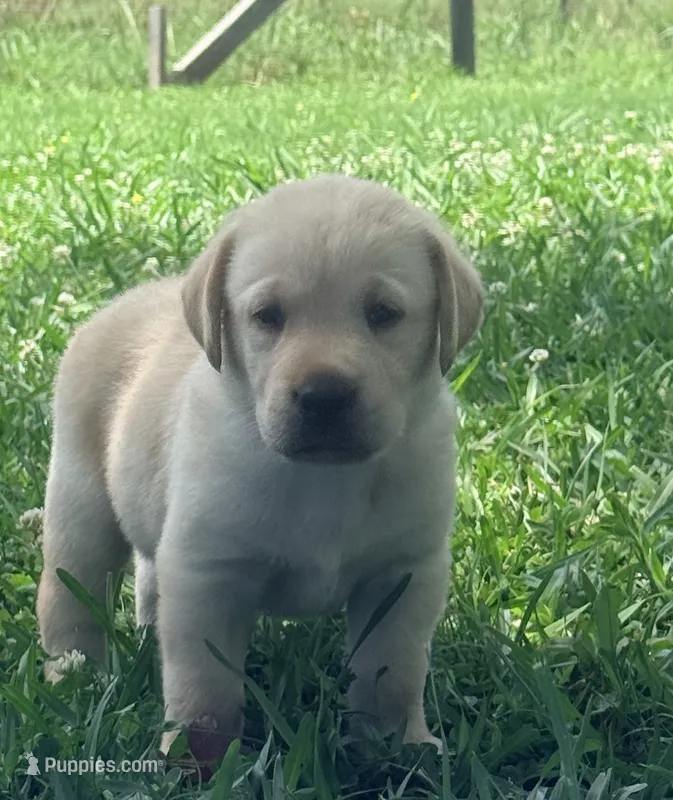 Sam – Labrador Retriever puppy for sale in Meansville, GA