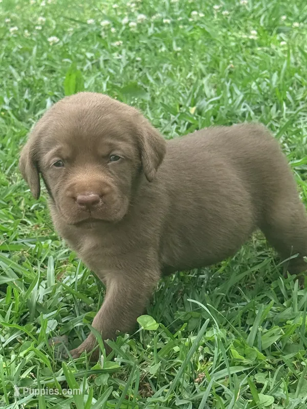 Jesse – Labrador Retriever puppy for sale in Meansville, GA