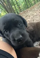 Max, a male Labrador Retriever for sale in Meansville, GA – 4 of 6
