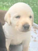 Goose, a male Labrador Retriever for sale in Meansville, GA – 2 of 8