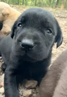 Max, a male Labrador Retriever for sale in Meansville, GA – 1 of 6