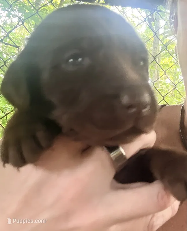 Reece  – Labrador Retriever puppy for sale in Meansville, GA