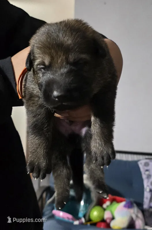 Cash – German Shepherd Dog puppy for sale in Milwaukee, WI