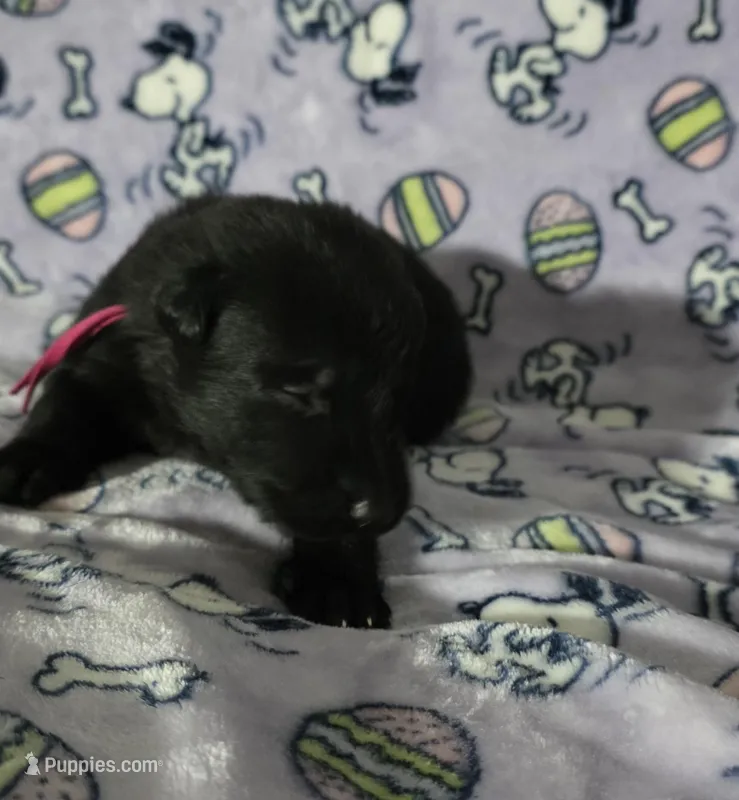 Vegas – German Shepherd Dog puppy for sale in Milwaukee, WI