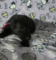 Vegas, a female German Shepherd Dog for sale in Milwaukee, WI – Photo 1 of 4