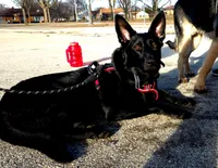 Jackpot, a female German Shepherd Dog for sale in Milwaukee, WI – Photo 3 of 5