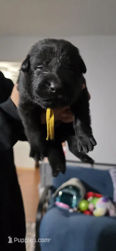 Jackpot – German Shepherd Dog puppy for sale in Milwaukee, WI