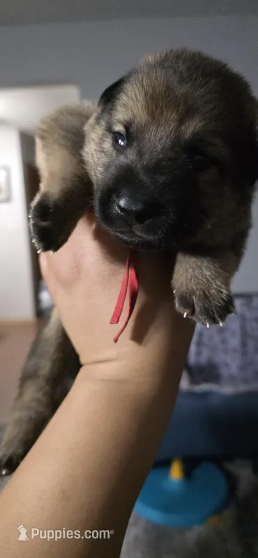 Lucky Charm – German Shepherd Dog puppy for sale in Milwaukee, WI