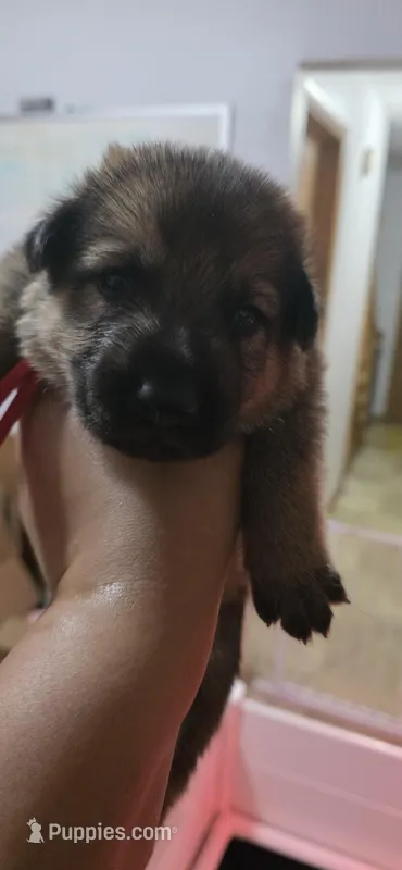 Lucky Charm – German Shepherd Dog puppy for sale in Milwaukee, WI