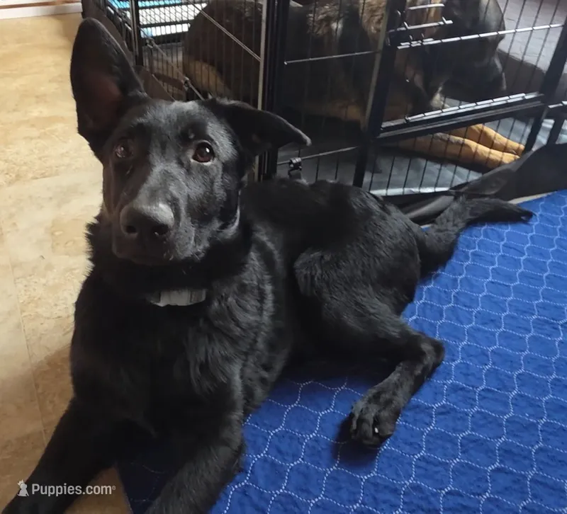 Jett – German Shepherd Dog puppy for sale in Milwaukee, WI