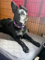 Jett, a female German Shepherd Dog for sale in Milwaukee, WI – 2 of 3