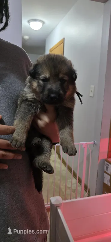 Fortune Favors the Bold – German Shepherd Dog puppy for sale in Milwaukee, WI