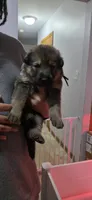 Teddy, a male German Shepherd Dog for sale in Milwaukee, WI – Photo 1 of 4