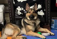 Fortune Favors the Bold, a male German Shepherd Dog for sale in Milwaukee, WI – Photo 2 of 4