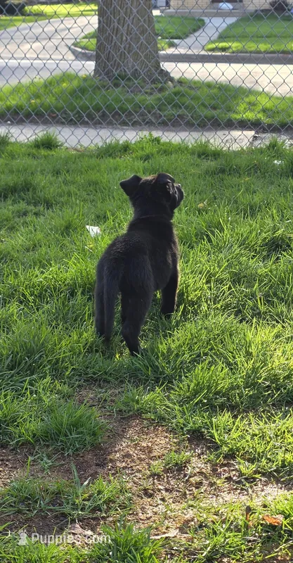 AKC Vegas – German Shepherd Dog puppy for sale in Milwaukee, WI