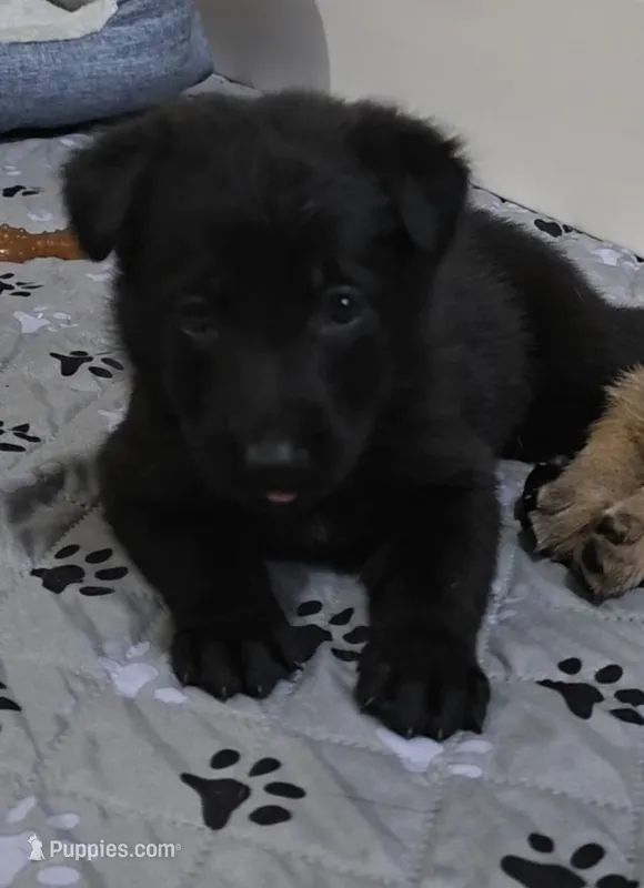 Vegas – German Shepherd Dog puppy for sale in Milwaukee, WI