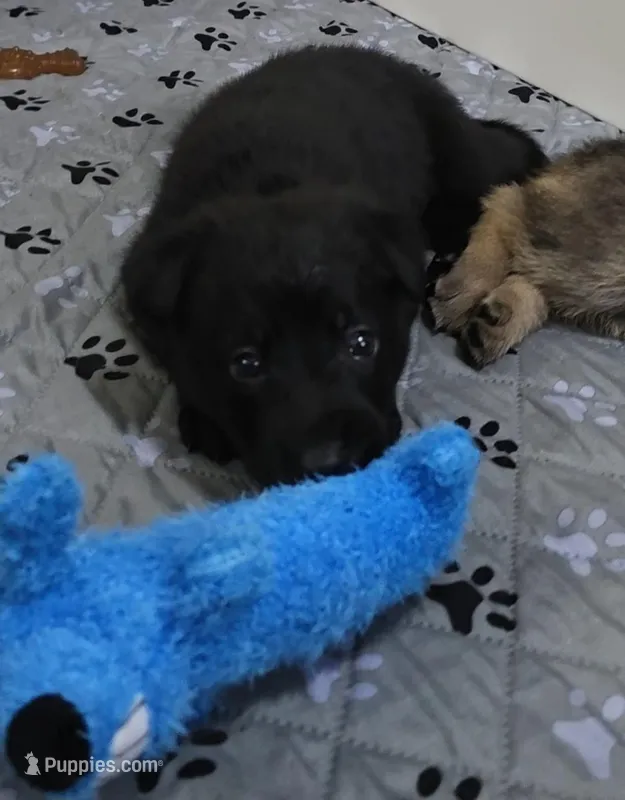 Vegas – German Shepherd Dog puppy for sale in Milwaukee, WI