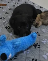 Vegas, a female German Shepherd Dog for sale in Milwaukee, WI – Photo 2 of 3