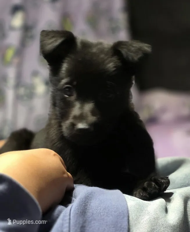 AKC Vegas – German Shepherd Dog puppy for sale in Milwaukee, WI