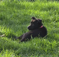 AKC Vegas, a female German Shepherd Dog for sale in Milwaukee, WI – Photo 2 of 3